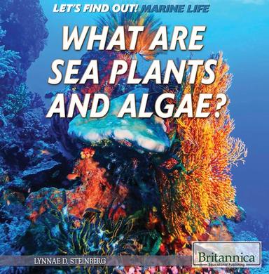 What Are Sea Plants and Algae?