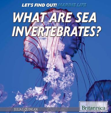 What Are Sea Invertebrates?