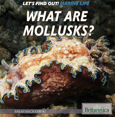 What Are Mollusks?