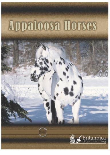 Appaloosa Horses
